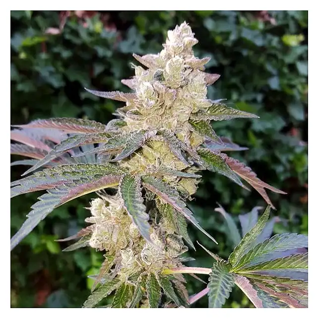 Royal Cookies - Royal Queen Seeds 1