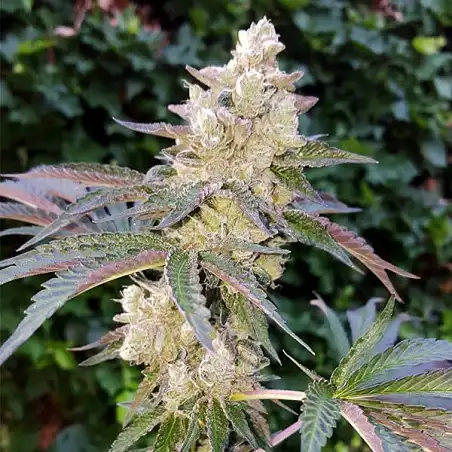 Royal Cookies - Royal Queen Seeds 1