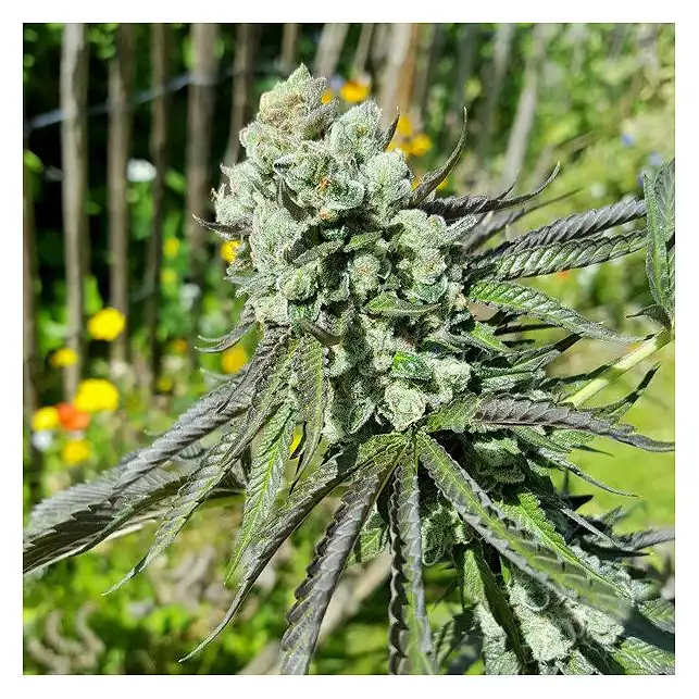 Royal Cookies - Royal Queen Seeds 2