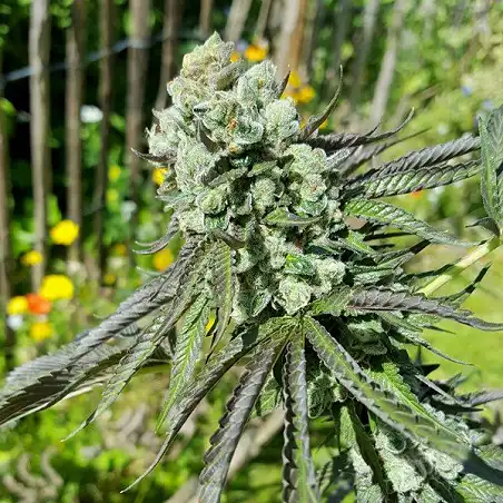 Royal Cookies - Royal Queen Seeds 2