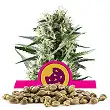 Royal Cookies - Royal Queen Seeds 3 Royal Cookies - Royal Queen Seeds 3