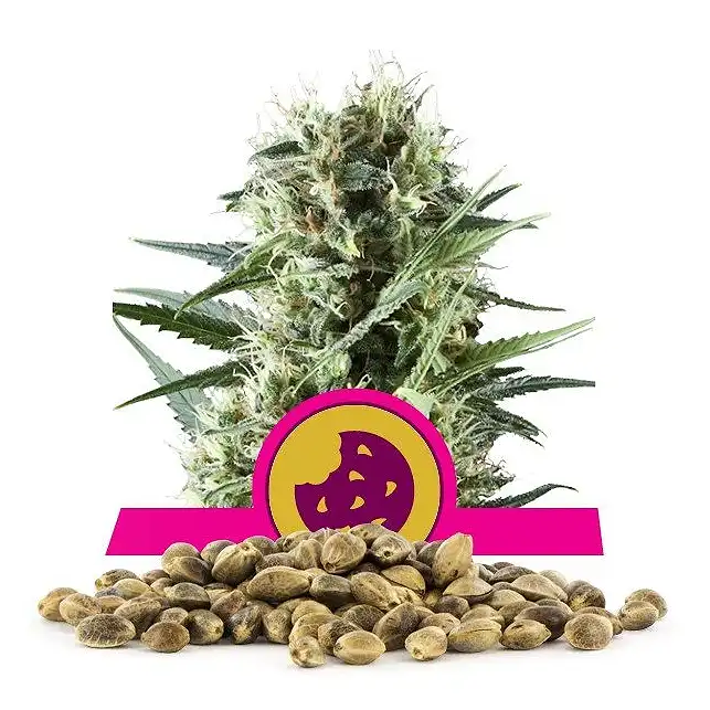 Royal Cookies - Royal Queen Seeds 3