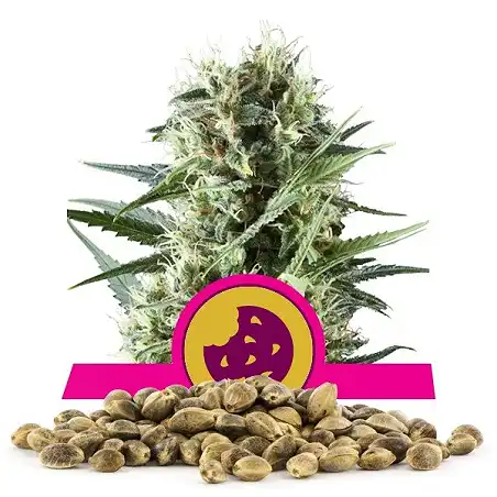 Royal Cookies - Royal Queen Seeds 3