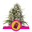 Chocolate Haze - Royal Queen Seeds 2