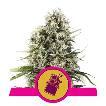 Chocolate Haze - Royal Queen Seeds 2