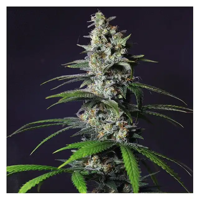 Chocolate Haze - Royal Queen Seeds
