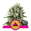 Critical Kush - Royal Queen Seeds 3