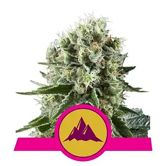Critical Kush - Royal Queen Seeds 3