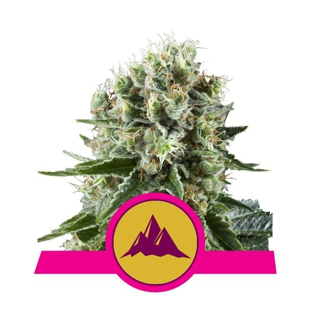 Critical Kush