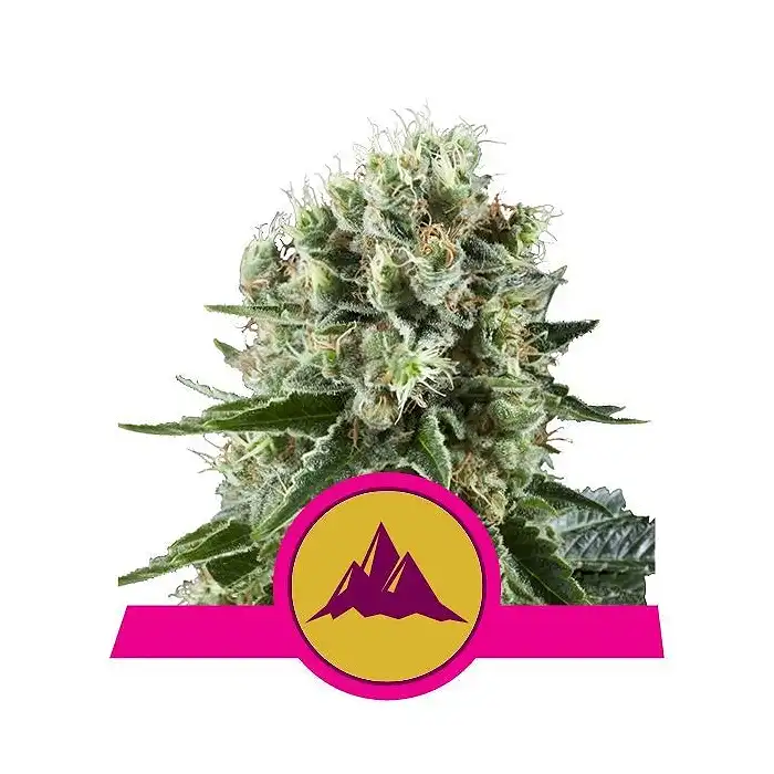Critical Kush - Royal Queen Seeds 3