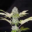 Critical Kush - Royal Queen Seeds 1