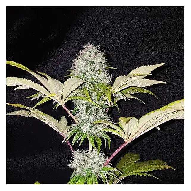 Critical Kush - Royal Queen Seeds 1