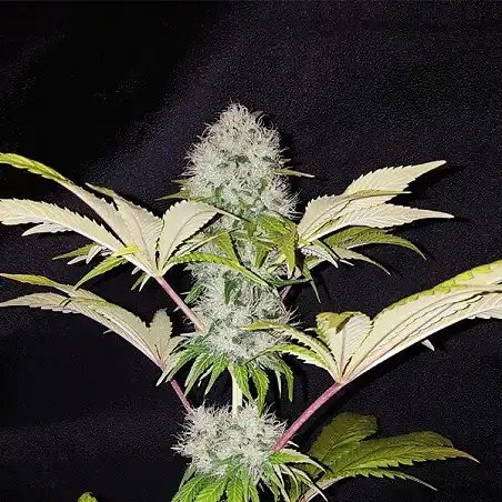 Critical Kush - Royal Queen Seeds 1