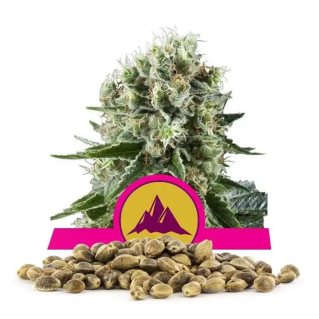 Critical Kush - Royal Queen Seeds 2