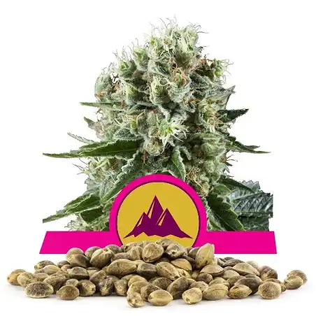 Critical Kush - Royal Queen Seeds 2