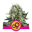 Bubble Kush - Royal Queen Seeds 3 Bubble Kush - Royal Queen Seeds 3