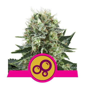 Bubble Kush - Royal Queen Seeds 3