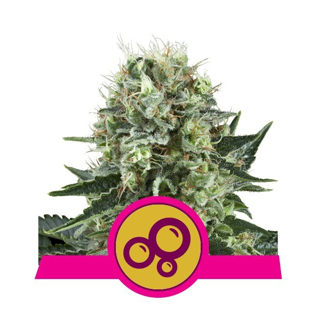 Bubble Kush - Royal Queen Seeds 3