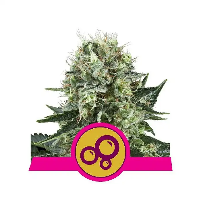 Bubble Kush - Royal Queen Seeds 3