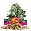 Bubble Kush - Royal Queen Seeds 1