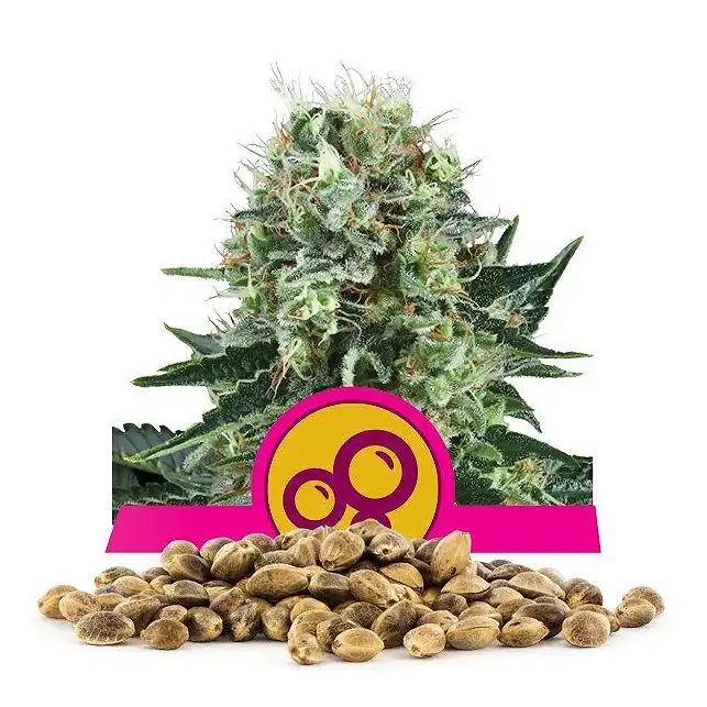 Bubble Kush - Royal Queen Seeds 1