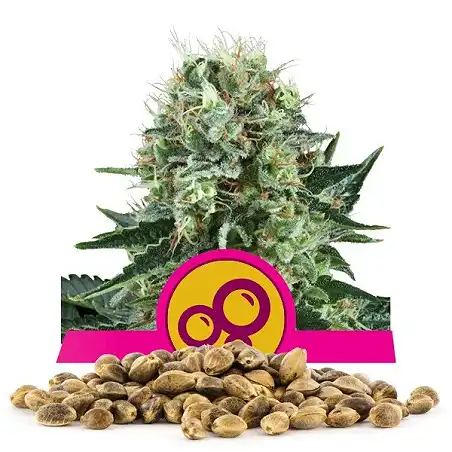 Bubble Kush - Royal Queen Seeds 1