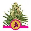 Fat Banana - Royal Queen Seeds 4 Fat Banana - Royal Queen Seeds 4