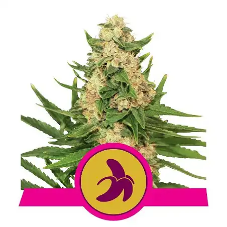 Fat Banana - Royal Queen Seeds 4