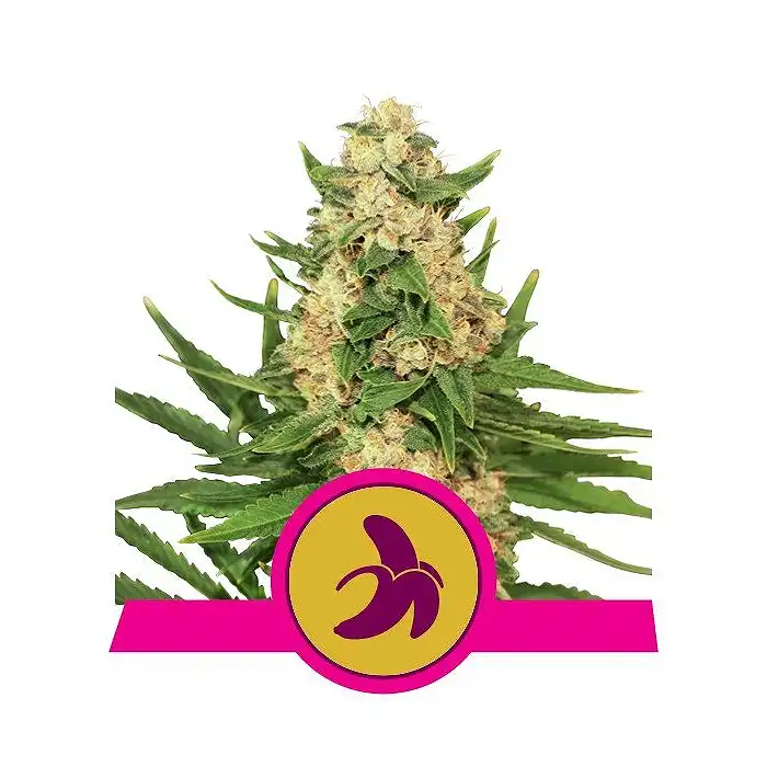 Fat Banana - Royal Queen Seeds 4