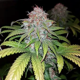 Fat Banana - Royal Queen Seeds 4