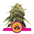 Special Queen 1 - Royal Queen Seeds 3
