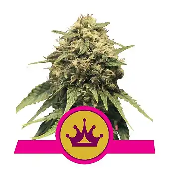 Special Queen 1 - Royal Queen Seeds 3