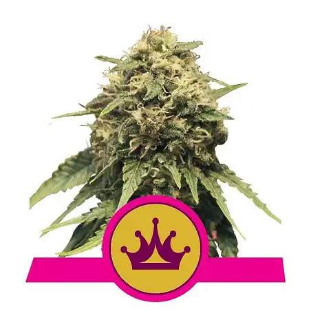 Special Queen 1 - Royal Queen Seeds 3