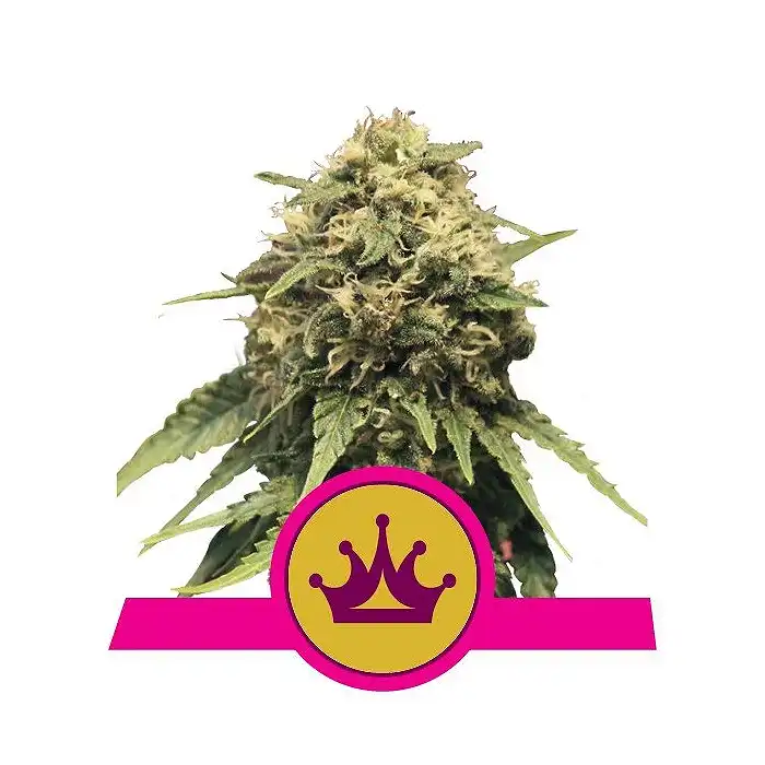 Special Queen 1 - Royal Queen Seeds 3