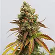Special Queen 1 - Royal Queen Seeds 1