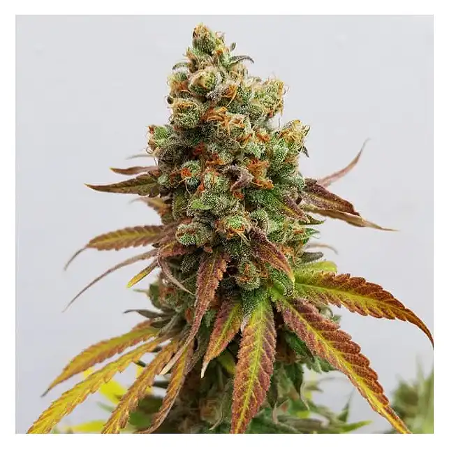 Special Queen 1 - Royal Queen Seeds 1