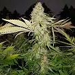 Special Queen 1 - Royal Queen Seeds 2 Special Queen 1 - Royal Queen Seeds 2