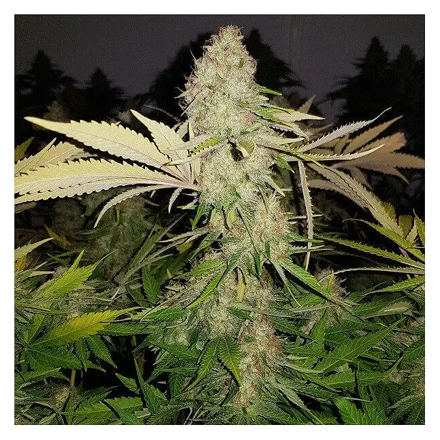 Special Queen 1 - Royal Queen Seeds 2