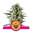 Special Kush 1 - Royal Queen Seeds 3