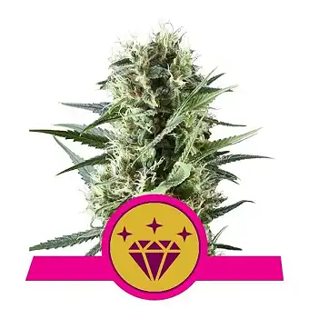 Special Kush 1 - Royal Queen Seeds 3