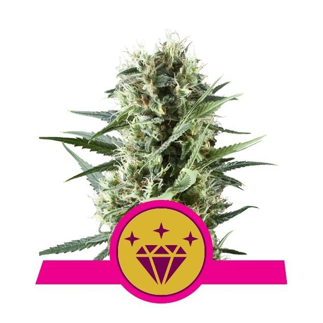 Special Kush 1 - Royal Queen Seeds 3