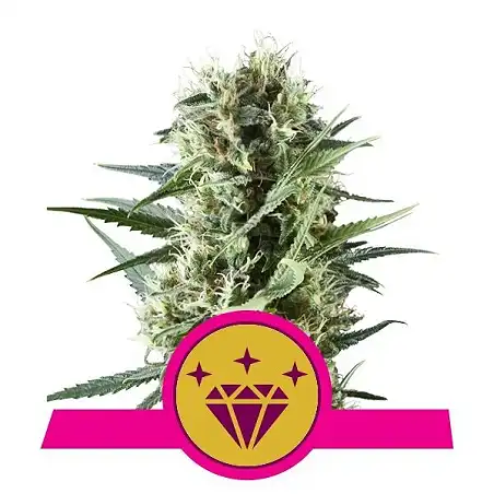 Special Kush 1 - Royal Queen Seeds 3