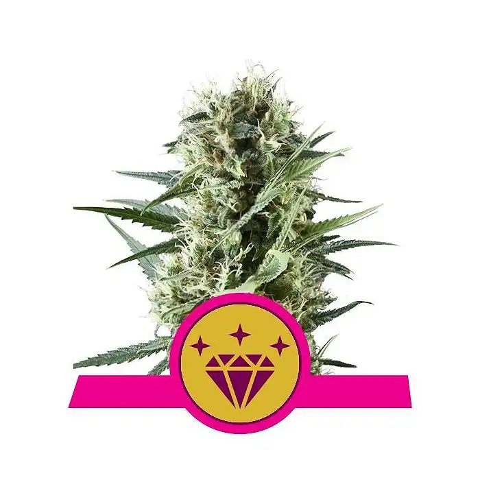 Special Kush 1 - Royal Queen Seeds 3