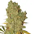 Special Kush 1 - Royal Queen Seeds Special Kush 1 - Royal Queen Seeds