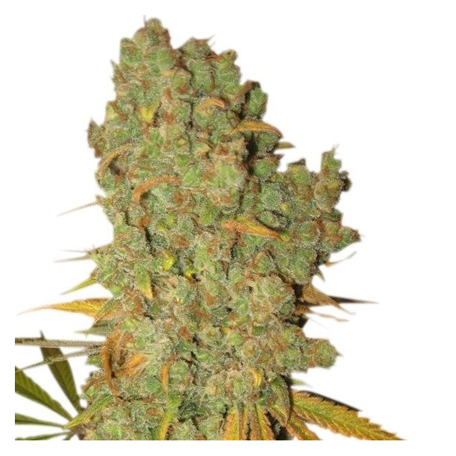 Special Kush 1 - Royal Queen Seeds 3