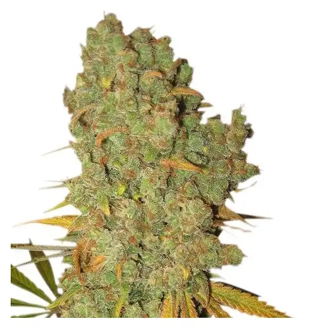 Special Kush 1 - Royal Queen Seeds