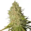 Special Kush 1 - Royal Queen Seeds 1