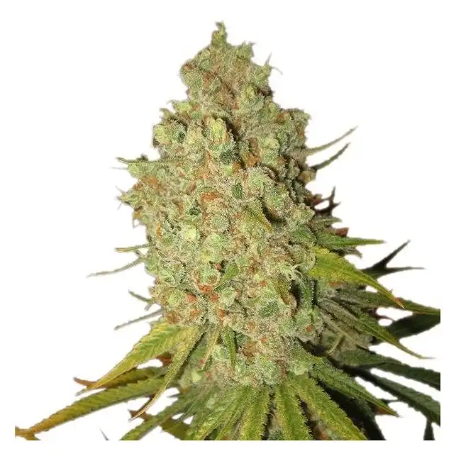 Special Kush 1 - Royal Queen Seeds 1