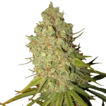 Special Kush 1 - Royal Queen Seeds 1