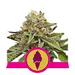 Green Gelato - Royal Queen Seeds 5